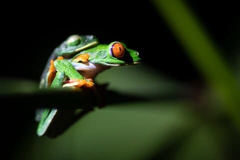 Ranas-Reptiles: Tour nocturno privado de vida silvestre en La Fortuna Arenal