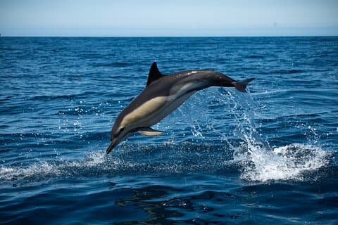 Delfin- und Walbeobachtung mit einem Meeresbiologen in Arrábida.