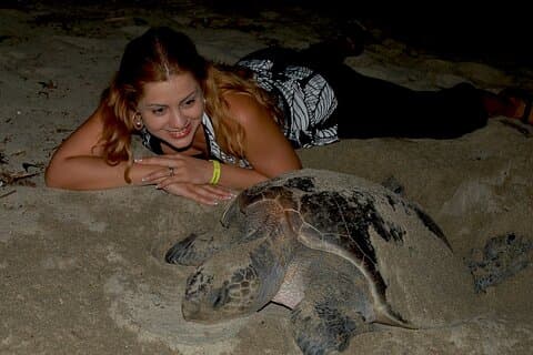 Turtle Camp Puerto Vallarta baby release och honor lägger ägg