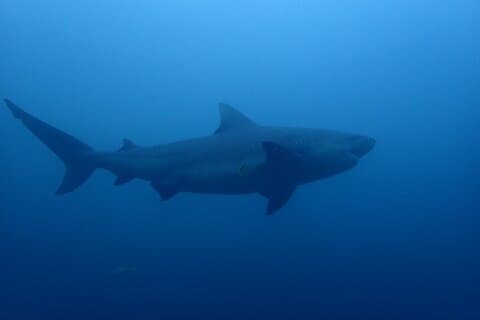 Bull shark experience