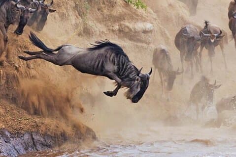 5-daagse tour in Oost-Afrika Safari Lake Nakuru en Lake Naivasha