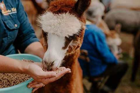 Alpaca Meet and Greet Experience in Peterborough