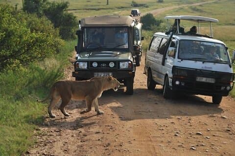 To dages Masai Mara privat safari tur fra Nairobi