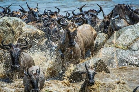 Safari de 4 días en el albergue para la migración de ñus en Masai Mara
