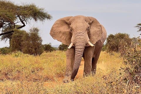 2 Days at Amboseli National park