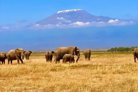 Dagtocht naar Amboseli National park en Masai Village Tour