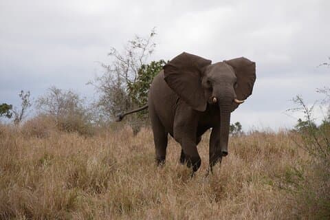 Pilanesberg Full Day Game Drive from Johannesburg