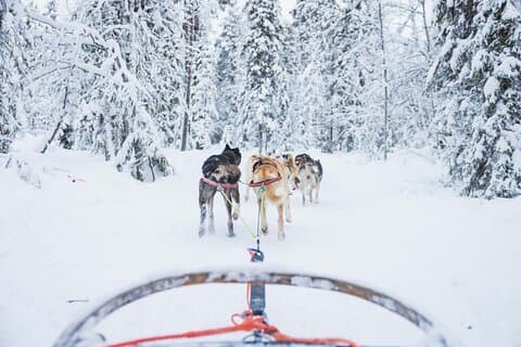 Selvkjørende Husky Tour 5 km i Levi