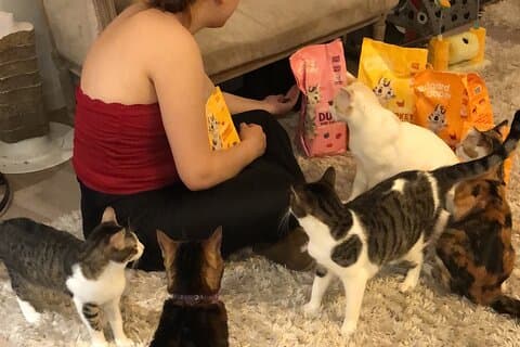 Whiskers and Coffee: Relax and Play with Adorable Cats