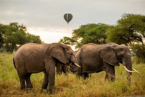 Nature's Canvas, 2-tägige Safari zum Tarangire- und Ngorongoro-Krater