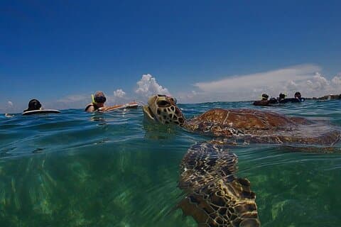 Privat snorkeloplevelse i Akumal med billeder
