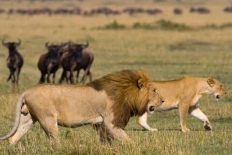 4-daagse safaritocht in de meest iconische parken van Tanzania