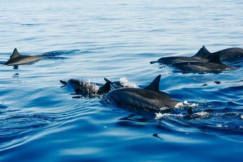 Aventure Privée: Dauphins et Jungle des Singes