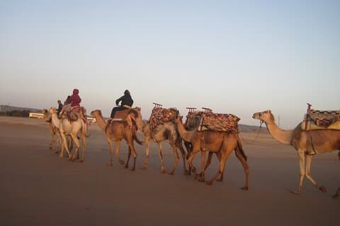2 Hours Dromedary Ride Tour in Essaouira Morocco