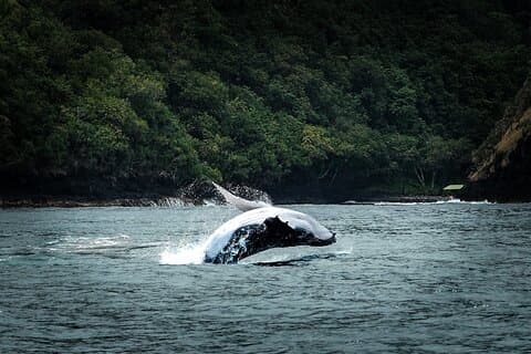 Half Day Whale Watching in a Small Shared Group