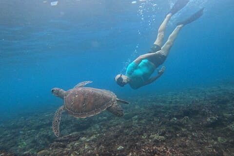 バリ島ヌサペニダで最高のカメとシュノーケリング
