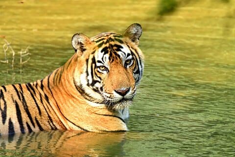 Ab Delhi: 4-tägige private Tour zum Goldenen Dreieck und zur Tigersafari