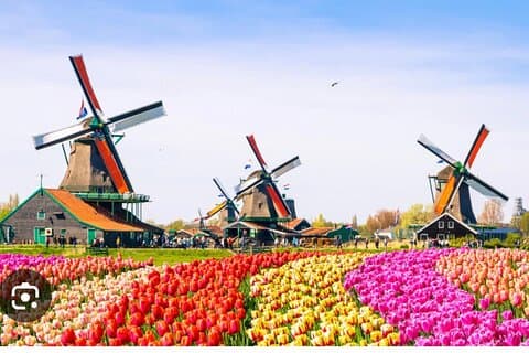 Windmills Country side tour Zaanse Schans-Cheesefactory-Volendam