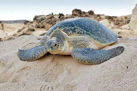 Tour Fatimah 2 Tage-1 Nacht in Ras Al Hadd, Oman Tours Package