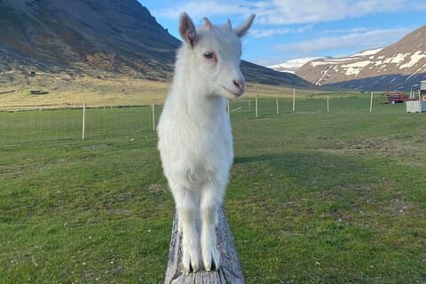 Experience Dynjandi and Dýrafjordur