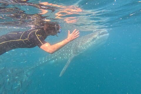 Experiences with whale sharks in La Paz