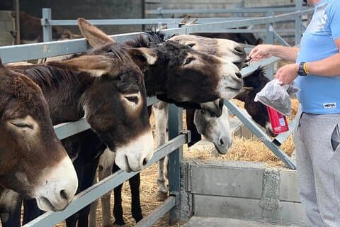 Cypriot Traditions and Donkey Adventures