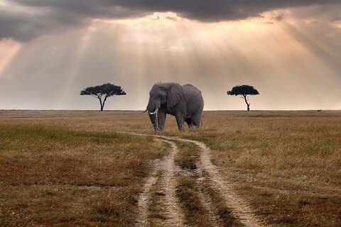 2 Tage klassische Masai Mara Safari