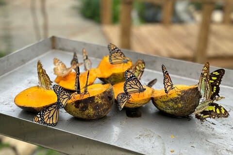Tour della città di Puerto Plata con giardino delle farfalle