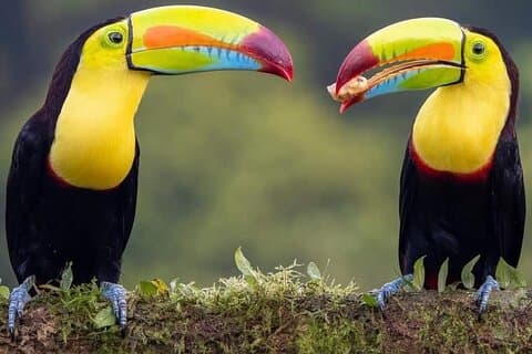 Arenal Inspirations 2 i 1