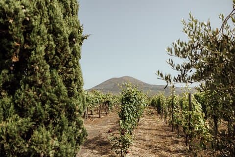 Privédagtocht naar de wijngaarden van Pompeii en Vesuvius vanuit Rome
