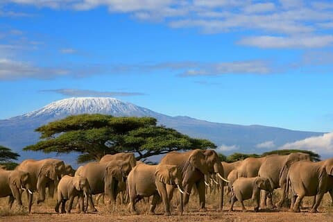 Tour del Parco Nazionale Amboseli di 3 giorni e 2 notti