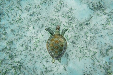 Passeio de 6 horas pela Ilha Rose com experiência de mergulho com snorkel e almoço
