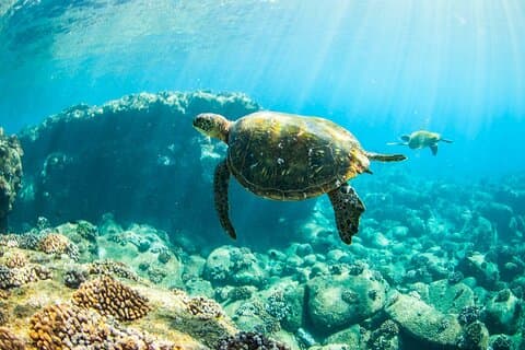 Kauai's Ultimate Guided Shore Snorkel (ingen båt): Nord Anini