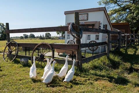 Humberstone Ranch Visit with Mini Domestic Animals