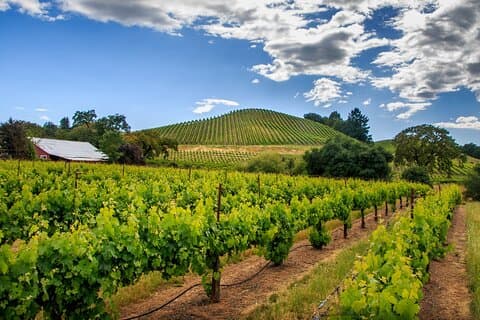 Visite privée des vignobles de Napa et de Sonoma Valley