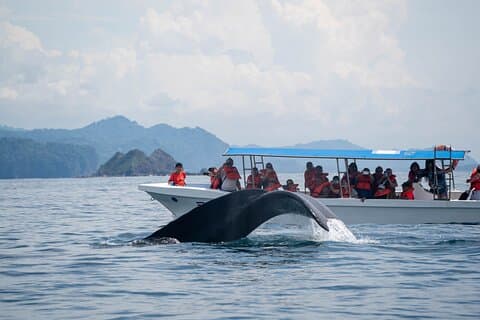 Whale Watching Guided Tour