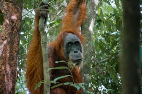 2-Daagse Ethische Jungle Trek in Sumatra