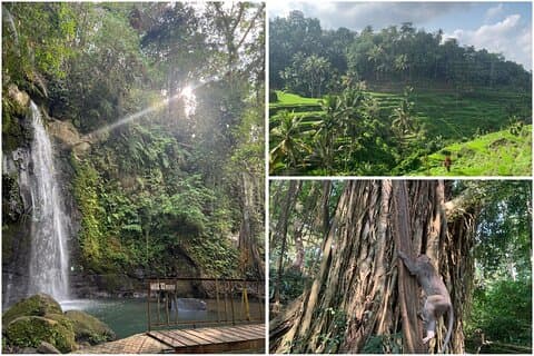 Excursión de medio día a Monkey Forest Ubud