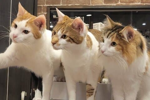 Tour privato di Cat Cafe & Bar a Yanaka