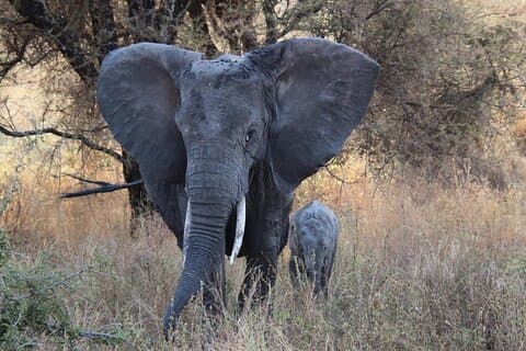Safari privado de 2 días al Serengeti y al cráter Ngorongoro