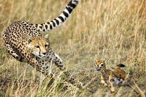3-daagse Masai Mara-safaritour
