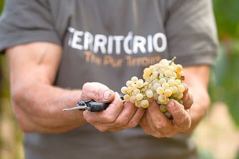Expérience Vinho Verde avec 2 établissements vinicoles et déjeuner