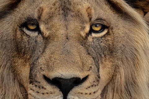 Lion Feeding Experience