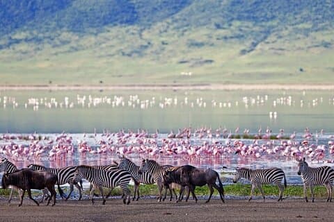 Tour del Parco Nazionale del Lago Nakuru con giro in barca opzionale