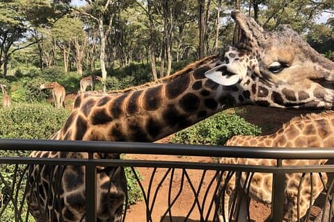 Halvdagstur i Nairobi