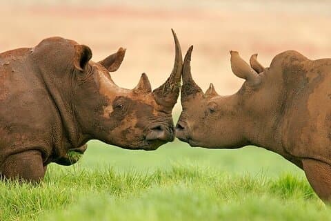 Excursión de 10 días en safari por Namibia, incluyendo Etosha y Namib desde Windhoek