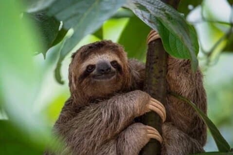 Roatán Monkey Sloth Park, Cioccolato Rum e West Bay Beach Club
