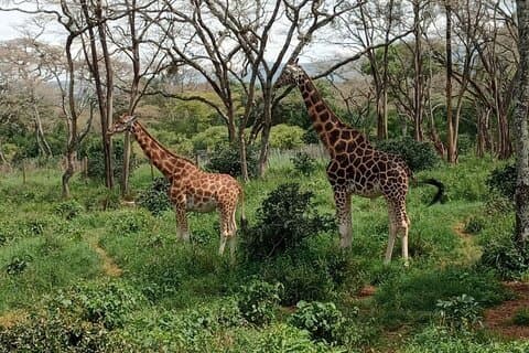 Excursion d'une journée à Karen Blixen, au Giraffe Center et à Bomas of Kenya