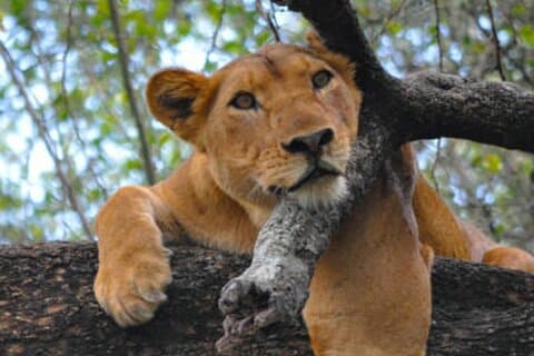 6 Days Tour at Lake Manyara, Serengeti, Crater & Tarangire