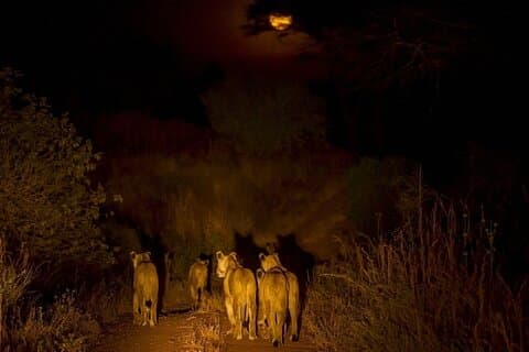 Night Safari Adventure with Bush Dinner